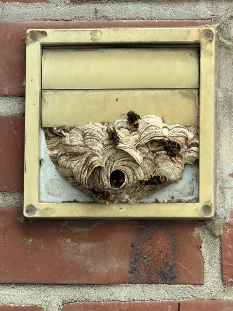 Primary Asian hornet nest in a sheltered wall opening