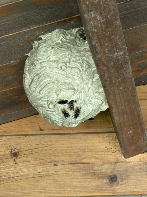 Primary Asian hornet nest under a roof structure