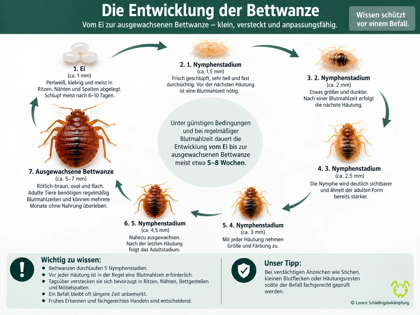 Bed bug development cycle from egg to adult