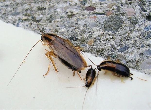 Adult and nymph German cockroaches