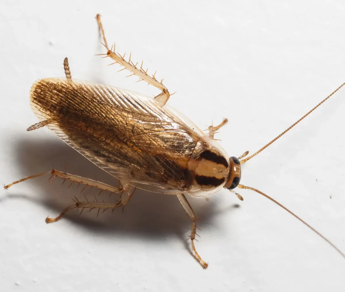 Adult German cockroach
