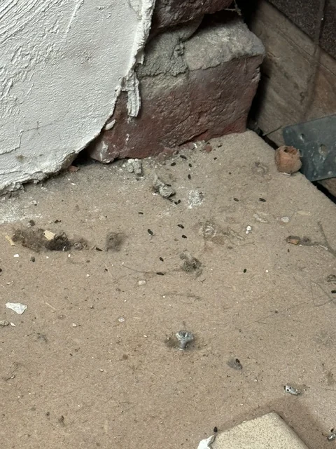 Rodent traces in a loft