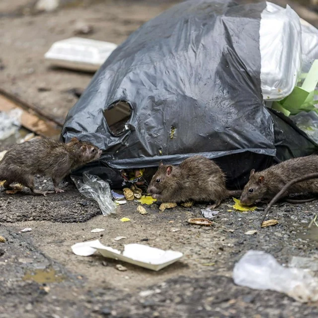 Rats in an outside area with accessible refuse
