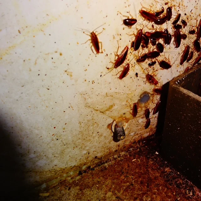 Cockroach harbourage area