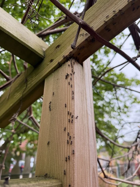 Ant trail on upright timber