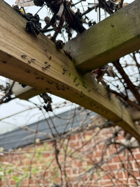 Ant trail on timber construction