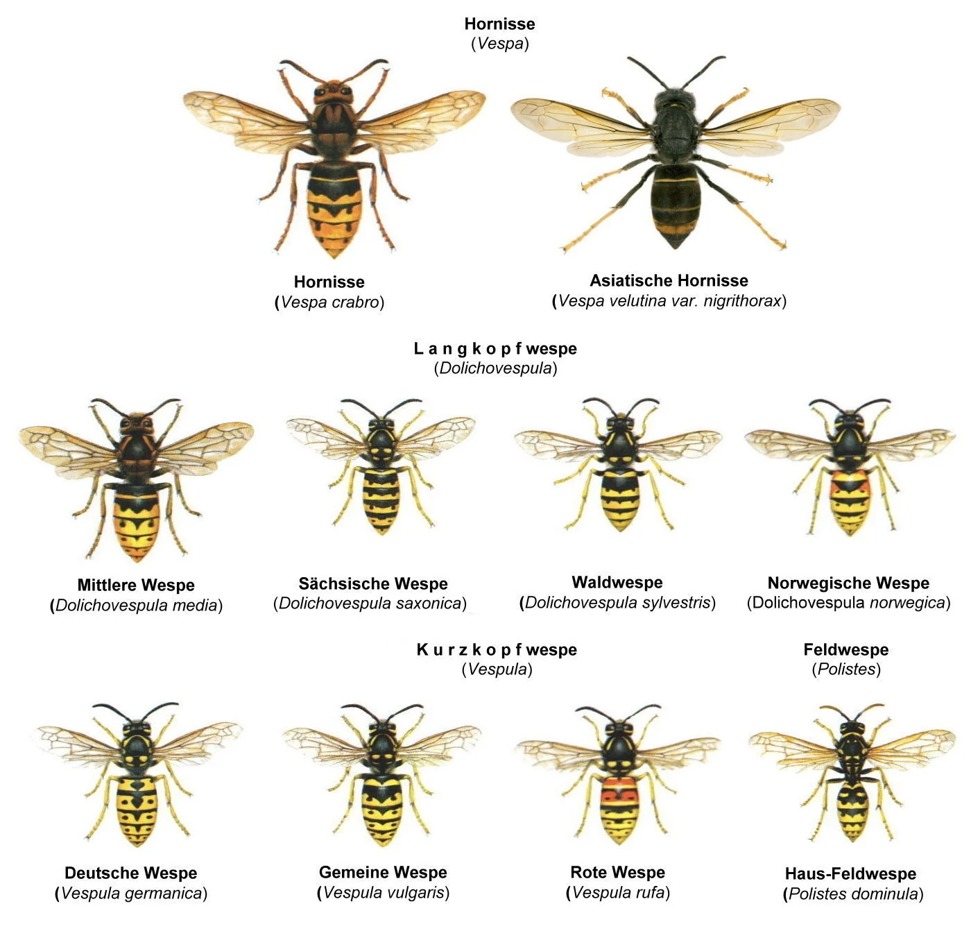 Wasp and hornet identification chart